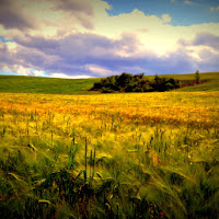 Campo di grano giunto a maturazione di 