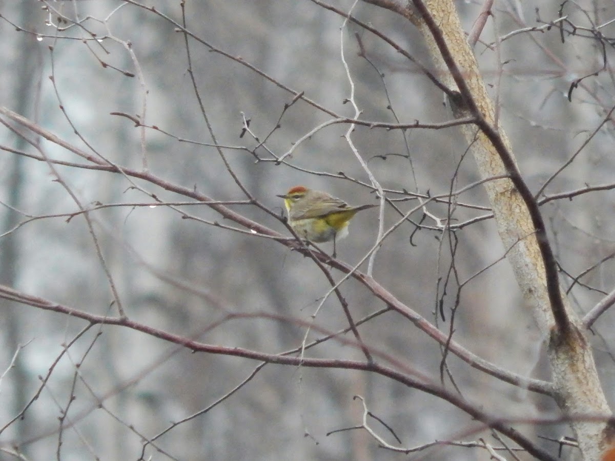 Palm Warbler