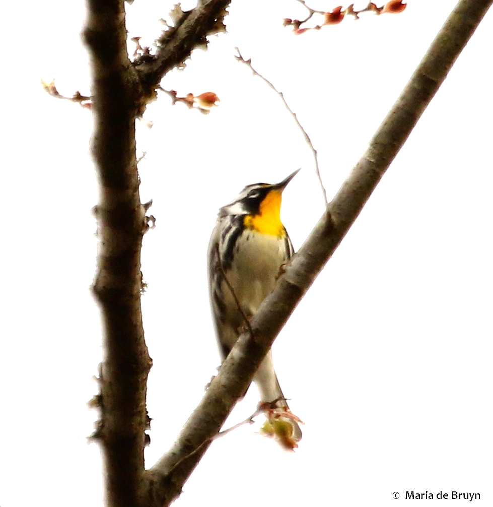 Yellow-throated warbler