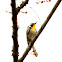 Yellow-throated warbler