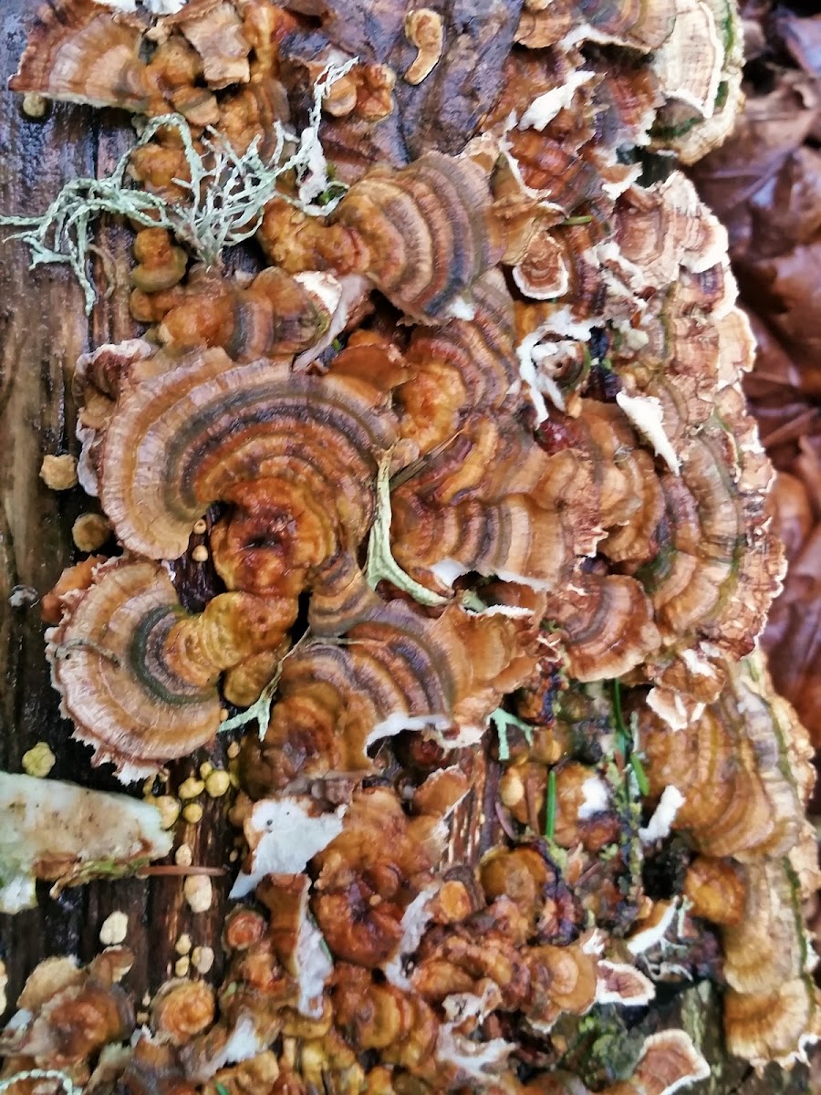 Turkey tail fungus