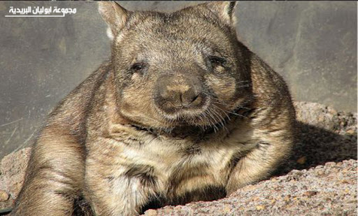 الومبت !!!! Wombatjpg