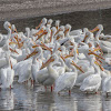 American White Pelican