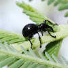 Ant mimic weevil