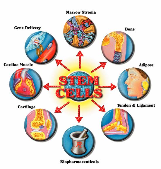 Fact Stem Cell Blogs