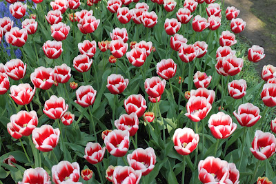 Keukenhof - Holanda