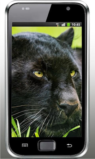 Panther Black Jaguar LWP