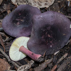 Russula lenkunya