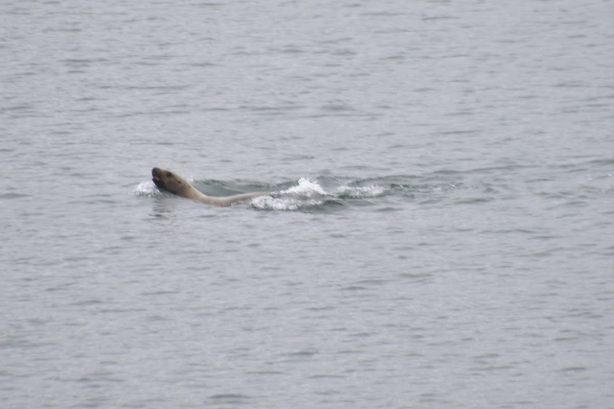 Stellar Sea Lion