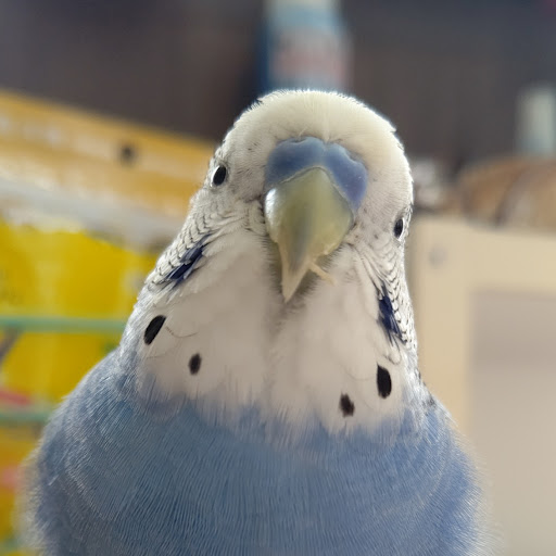 ちょめのプロフィール画像