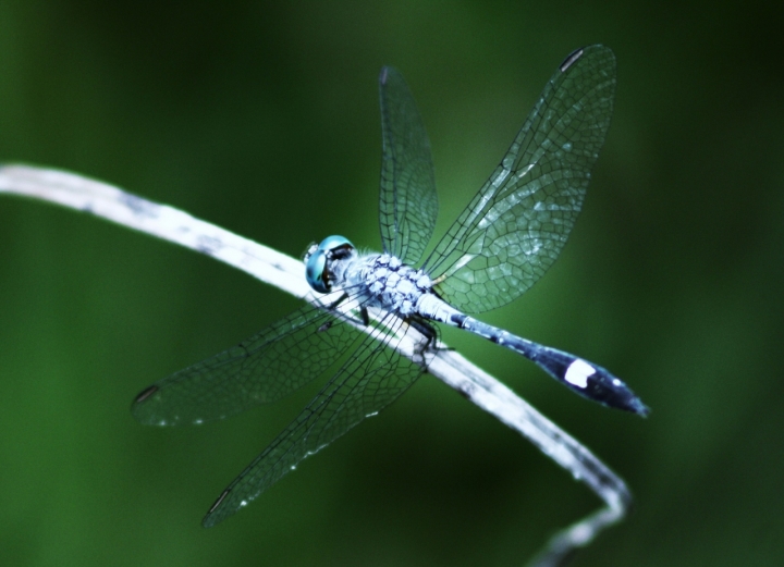 Restless dragonfly di anjadisaa