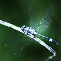 Restless dragonfly di 