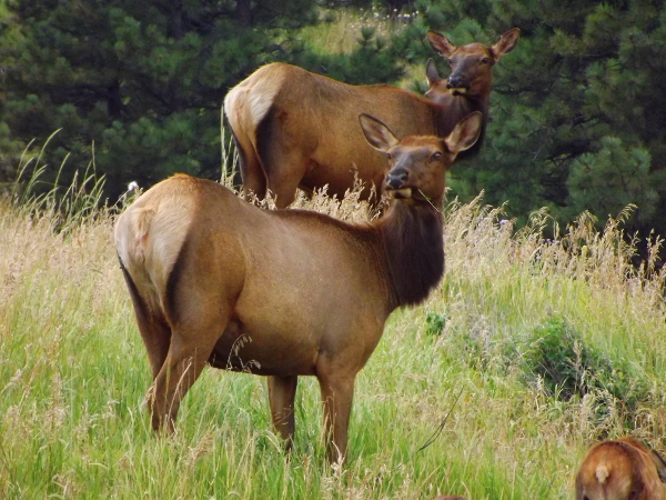 Elk