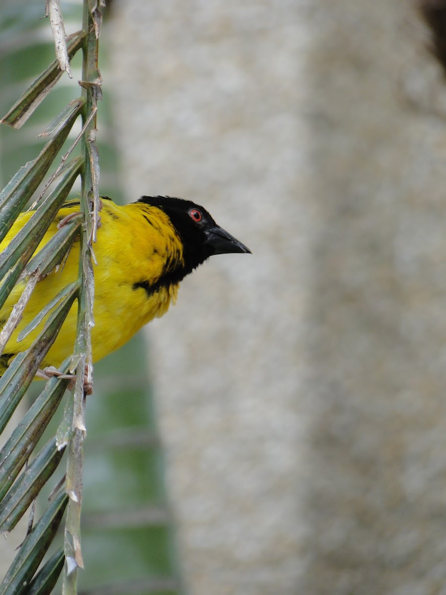 Tanzanian Masked Weaver