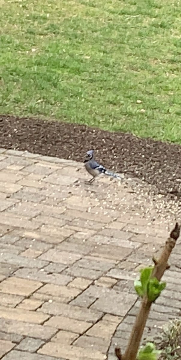 Blue jay