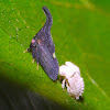 Two-marked Treehopper