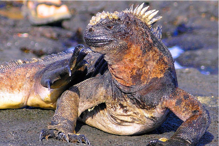 An iguana spotted in the Galápagos.