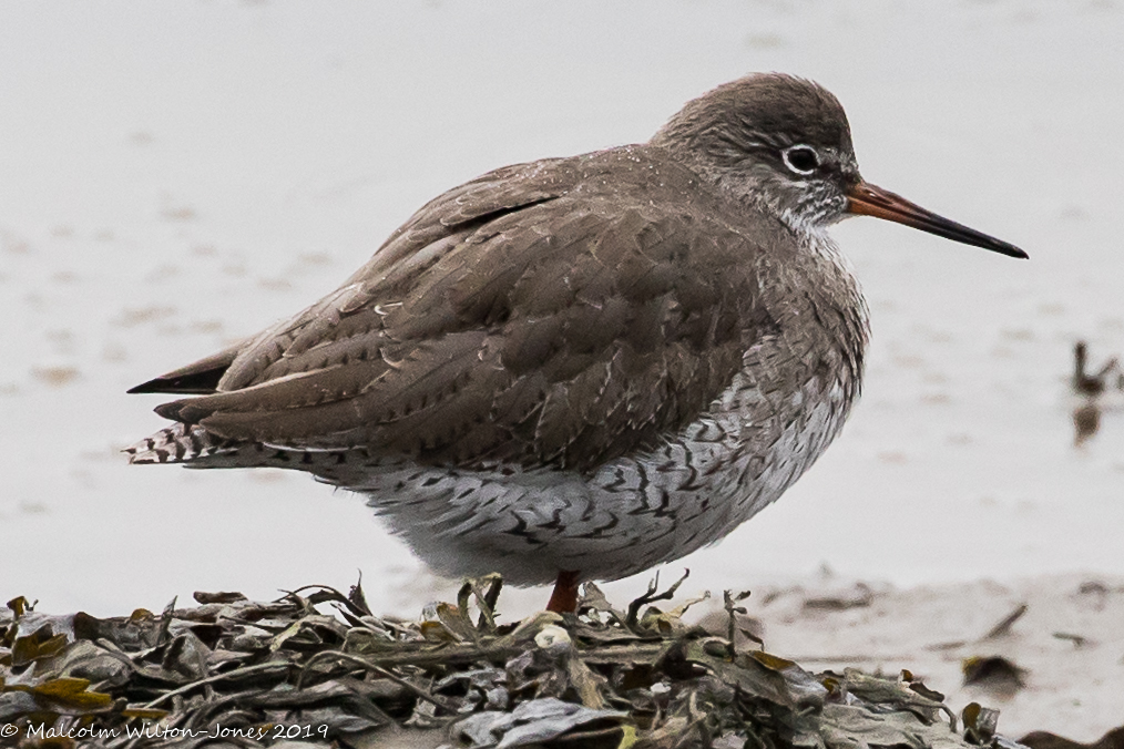 Redshank