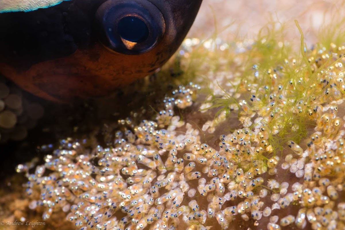 Saddleback Anemonefish Eggs