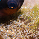 Saddleback Anemonefish Eggs