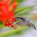 Anna's Hummingbird