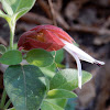 Shrimp Plant