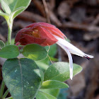 Shrimp Plant