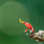 Lantern fly nymph