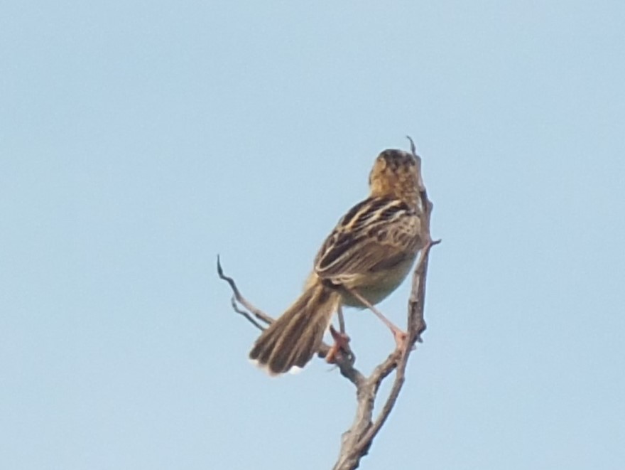 Zitting Cisticola