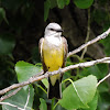 Western kingbird