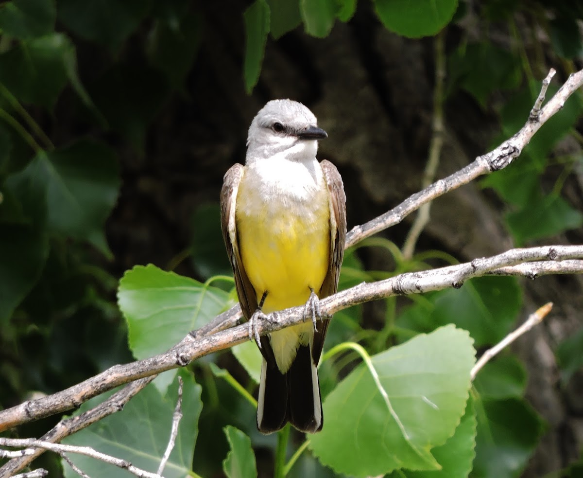 Western kingbird