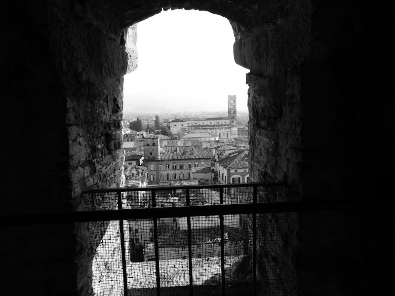  torre guinigi lucca di maringhio