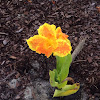 Canna Lily