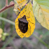 Brown Stink Bug