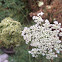 Queen Anne's Lace (and seed head)- Wild Carrot