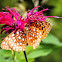 Great spangled fritillary