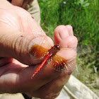 Band-winged Meadowhawk