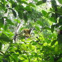 Central American squirrel monkey