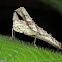 Monkey Grasshopper