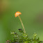 Orange bonnet