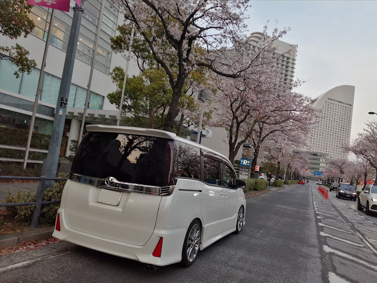 ヴォクシーの80ヴォクシー・TEIN・純正流用・桜とコラボ・サクラと愛車に関するカスタム事例の投稿画像3枚目