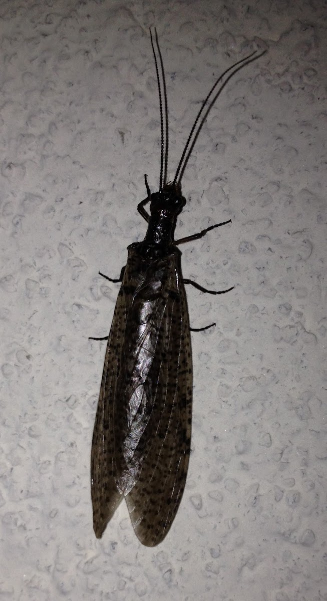 Spring Fishfly female