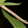 Geometrid caterpillar