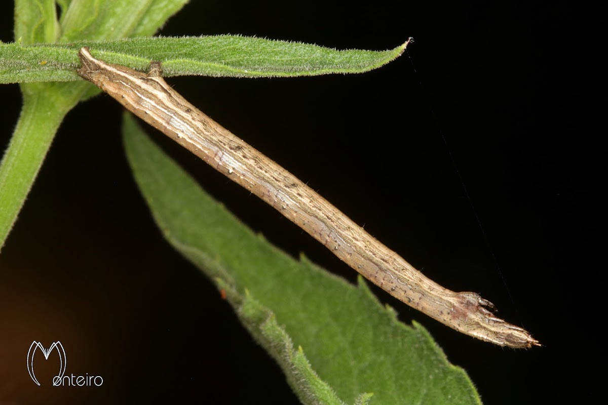 Geometrid caterpillar