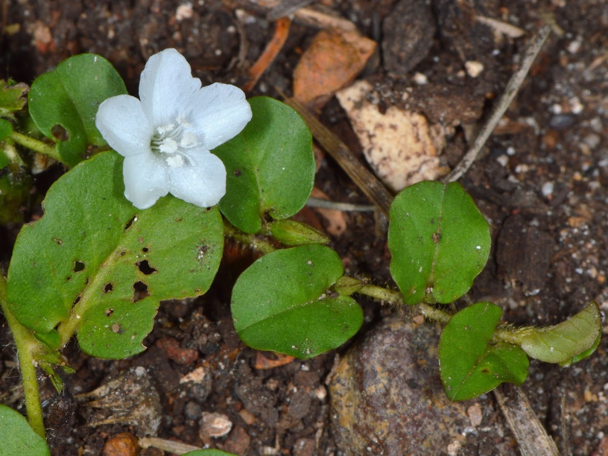 Roundleaf Bindweed