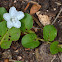 Roundleaf Bindweed