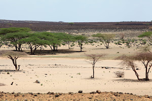 View from the road. Often it was better to drive through the bush than on the "road"