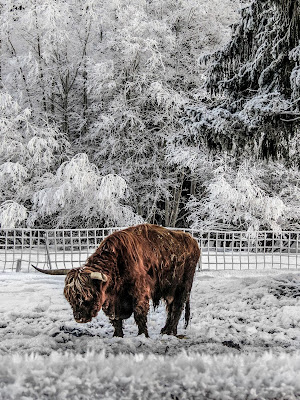 Highlander, il toro immortale di alfonso gagliardi