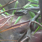 Mangrove Pit Viper