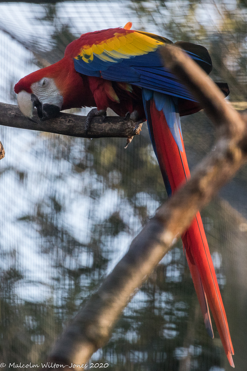 Scarlet Macaw